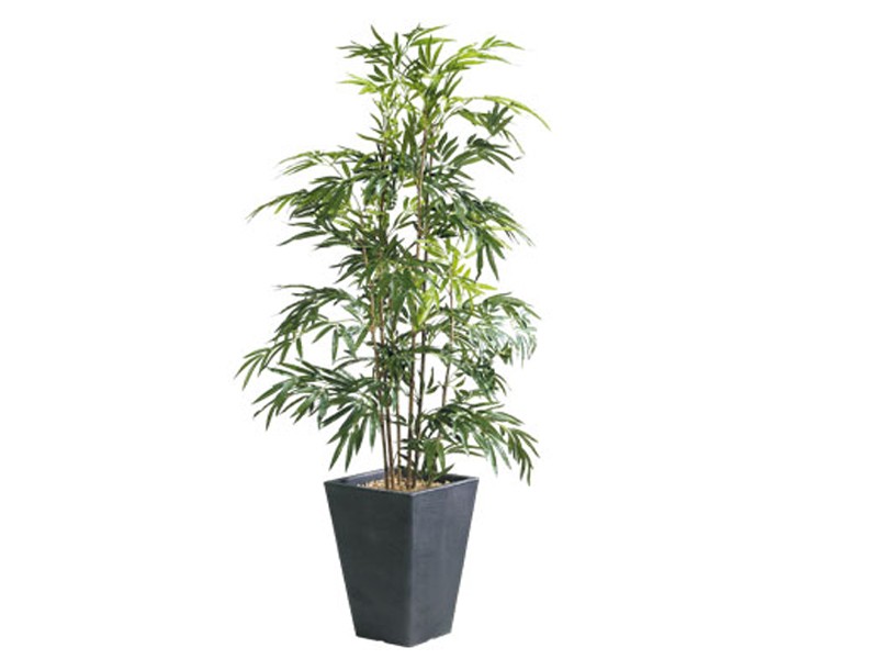Plantes Vertes Appartement Plantes Vertes Appartement